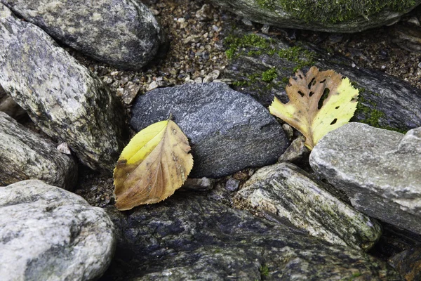 Deux feuilles jaunes . — Photo