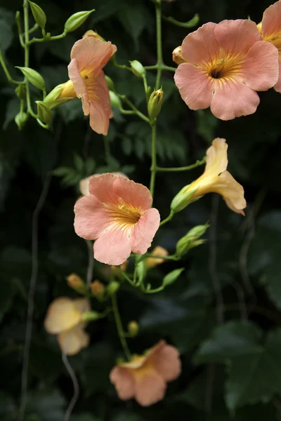 Vinstocken av orange blommor. — Stockfoto