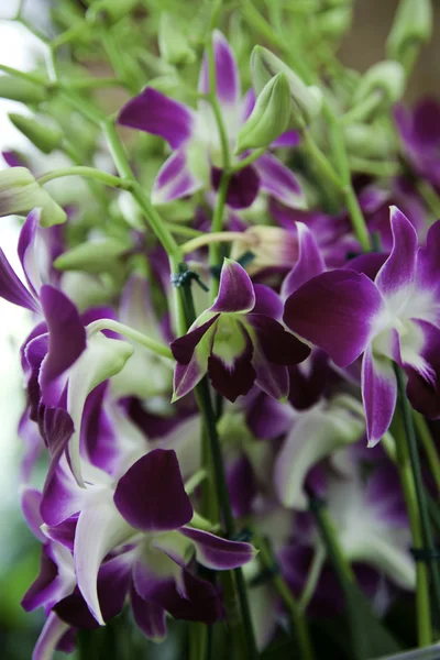 Lila och vita blommor. — Stockfoto