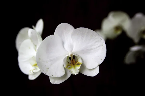 Witte orchidee. — Stockfoto