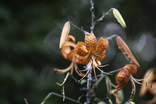 Tigerlilies lóg le. — Stock Fotó