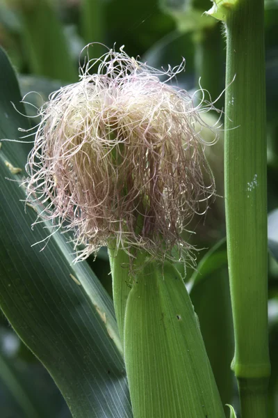 Corn silk. — Stockfoto