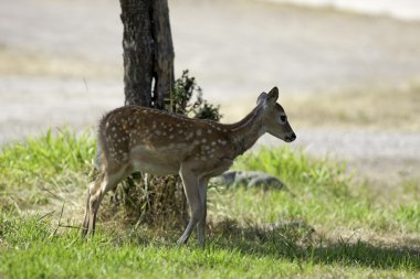 geyik gölgede duruyor..