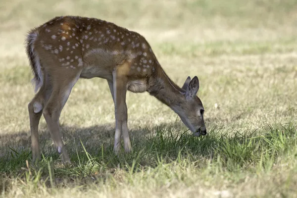 Deer grazes in shade. — Stock Photo, Image