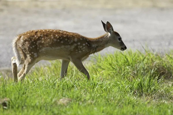 Deer walks in grass. — Stock Photo, Image
