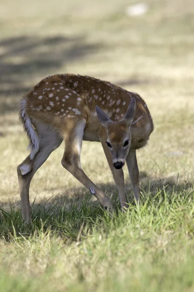 Jonge herten in de schaduw. — Stockfoto