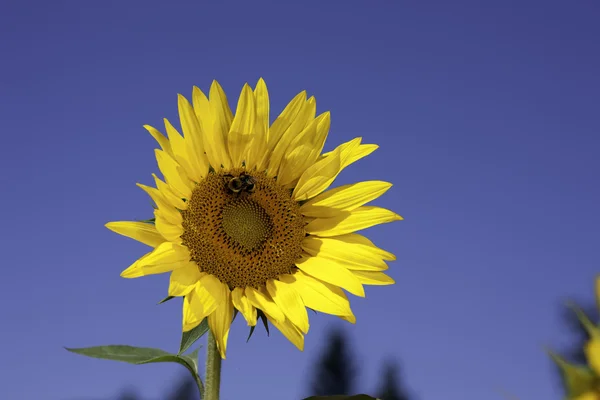 Bee on yellow sunflower. — Stock Photo, Image