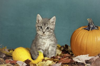 Cadılar Bayramı yavru kedi.