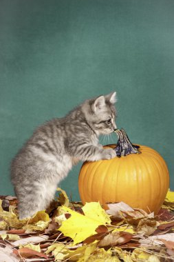 Kitty kabak hakkında merak.