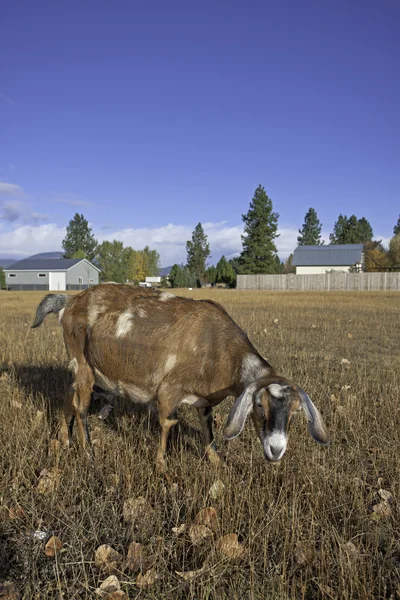 Grazing goat. — Stock Photo, Image