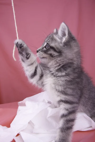 Kitten paws a string. — Stock Photo, Image