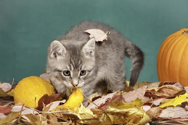 Gattino gioca in foglie . — Foto Stock