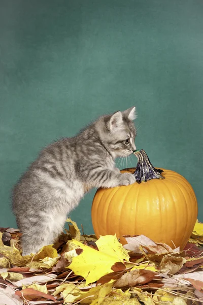 Kitty è curiosa di zucca . — Foto Stock