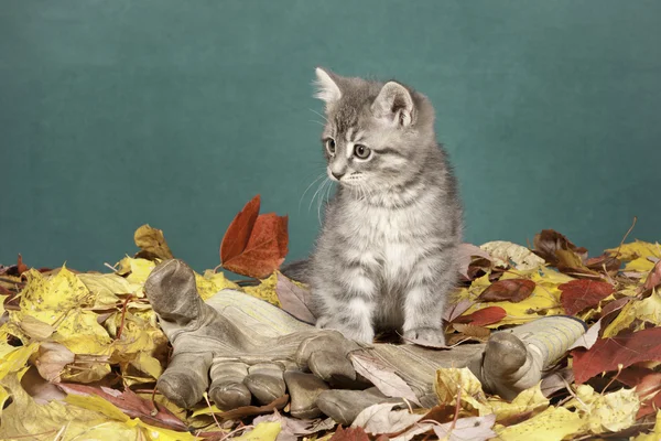 Gatito en guantes . — Foto de Stock