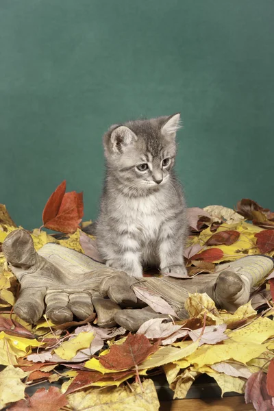 Gatinho em luvas e folhas . — Fotografia de Stock