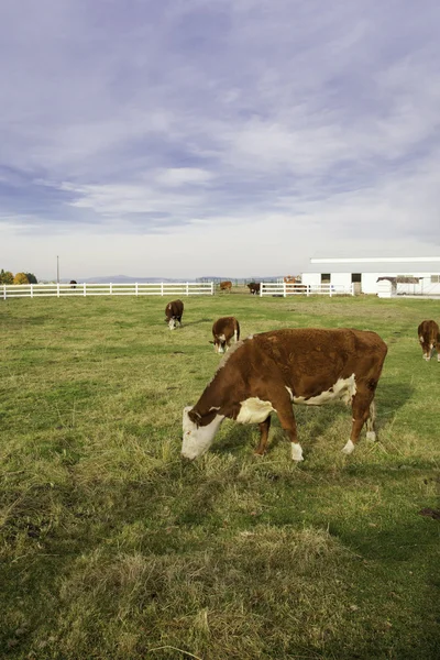 Vaches broutant dans le pâturage. — Photo