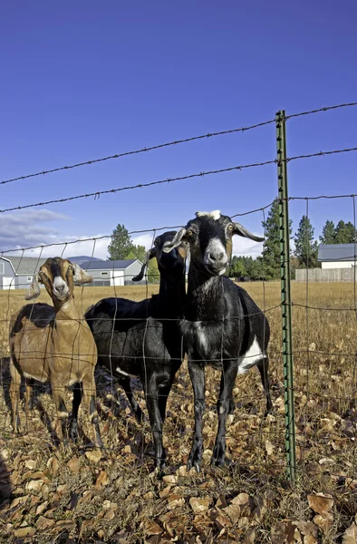 Tři núbijské kozy u plotu. — Stock fotografie