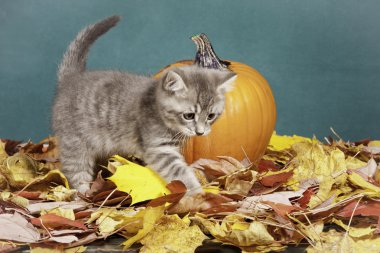 Kitty kabak yürüyor.