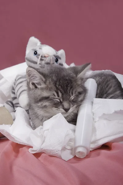 Kitten nestled in toilet paper. — Stock Photo, Image