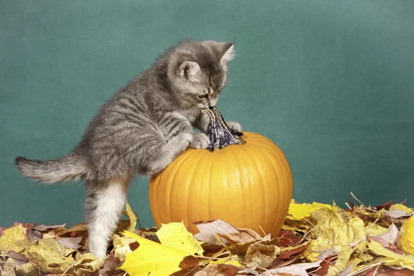 Il gattino sale sulla zucca . — Foto Stock