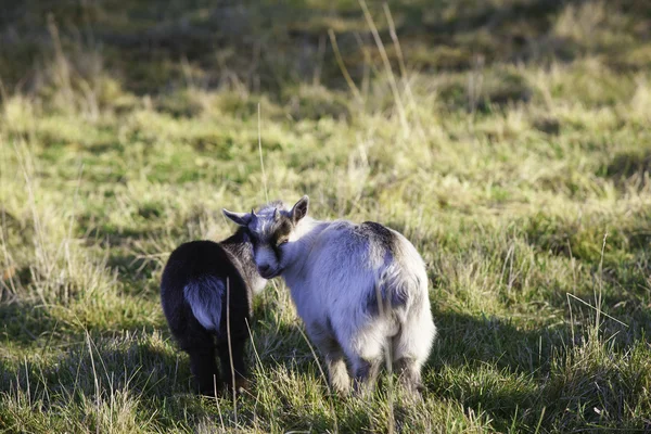 两个年轻的俾格米人山羊. — 图库照片