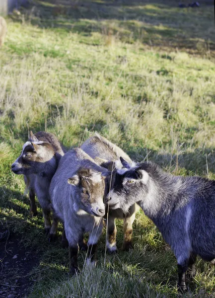 Grupo de cabras pigmeas . —  Fotos de Stock