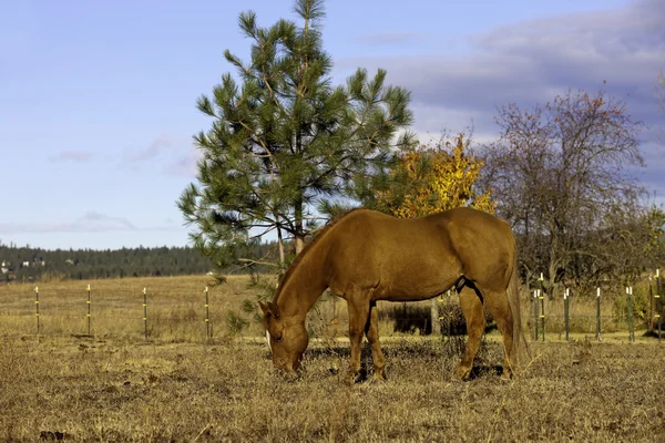 Cheval pâtureur . — Photo