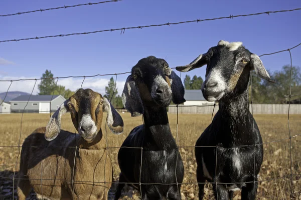 Mugging for the camera. — Stock Photo, Image