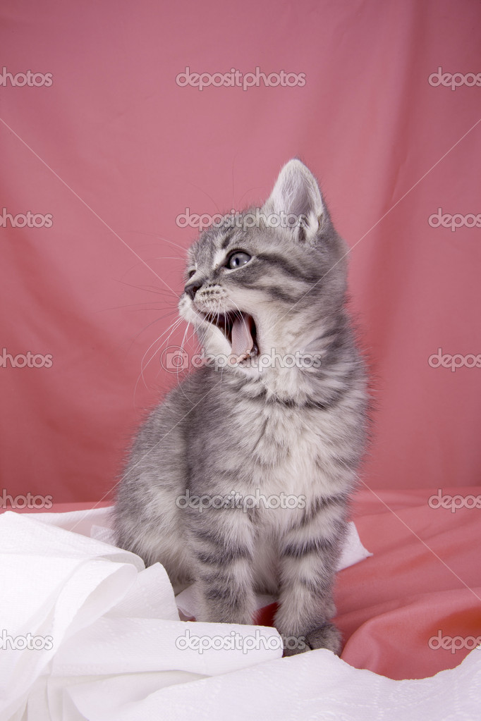 Roaring kitty. Stock Photo by ©gjohnstonphoto 14008006
