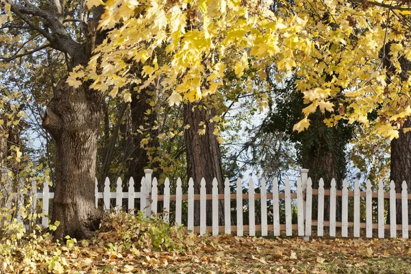 Autumn trees and white fence. — Stock Photo, Image