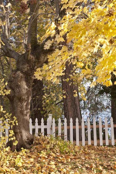 Yellow leaves and white fence. — Stock Photo, Image