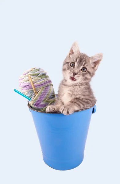 Kitten and yarn in a bucket. — Stock Photo, Image