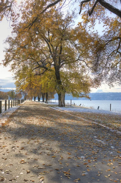 Ağaç yolu. — Stok fotoğraf