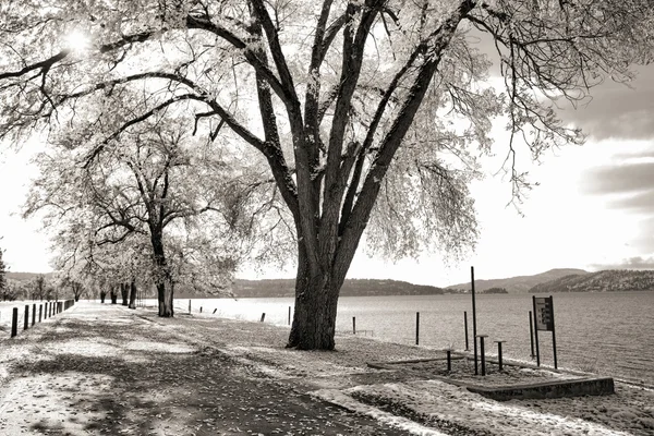 B&W of tree lined path. — Stock Photo, Image