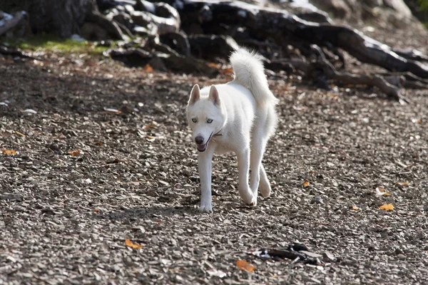 Husky läuft auf Steinen. — Stockfoto