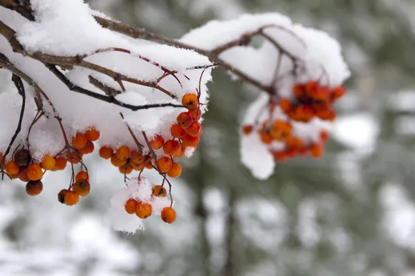 Mountain ash berries in winter. — Stock Photo, Image