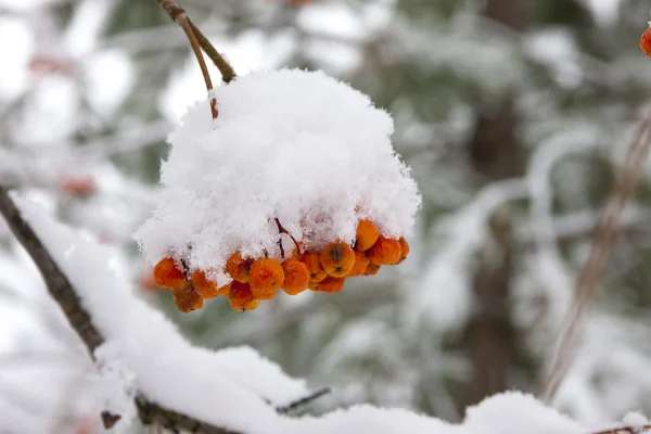 Снег на ягодах . — стоковое фото