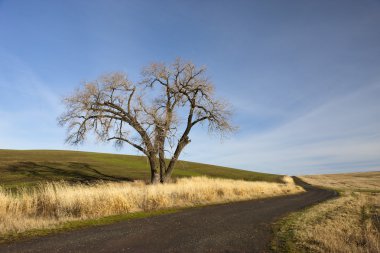palouse eski ağacı.