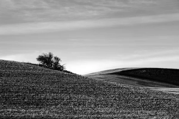 Bush tepe üzerinde b&w. — Stok fotoğraf