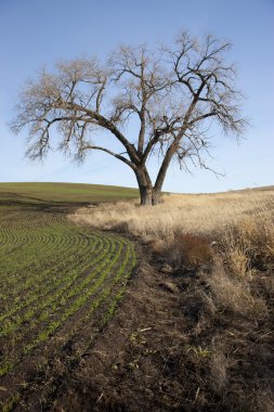 eski ağaç çiftlik alanı tarafından.