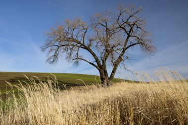büyük ağacın palouse.