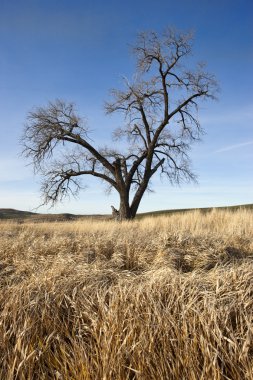 büyük yaşlı ağaç.