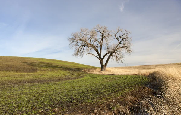 karakteri ile eski ağaç.