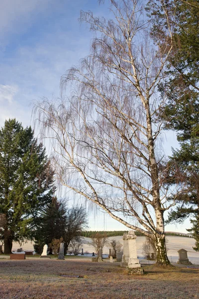 Kala träd på kyrkogården. — Stockfoto