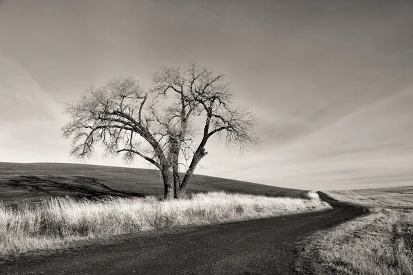 картинка одинокое дерево в поле. Смотреть фото картинка одинокое дерево в поле. Смотреть картинку картинка одинокое дерево в поле. Картинка про картинка одинокое дерево в поле. Фото картинка одинокое дерево в поле картинка одинокое дерево в поле. Смотреть фото картинка одинокое дерево в поле. Смотреть картинку картинка одинокое дерево в поле. Картинка про картинка одинокое дерево в поле. Фото картинка одинокое дерево в поле