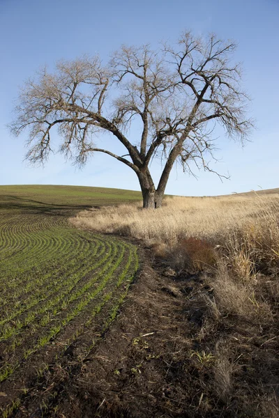 eski ağaç çiftlik alanı tarafından.