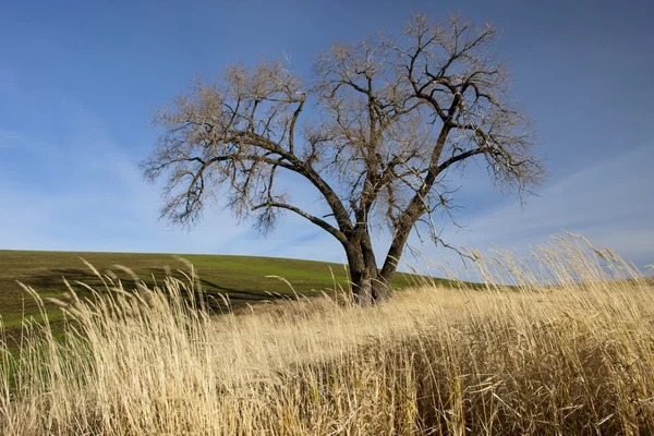 büyük ağacın palouse.