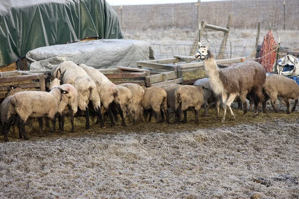 Livestock feeding at the trough. — Stock Photo, Image