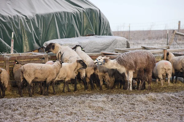 Sheep at the trough. — Stock Photo, Image