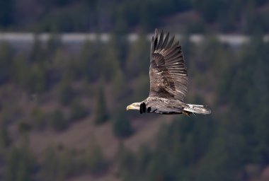 Kartal alçaktan uçuyor.